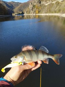Zander