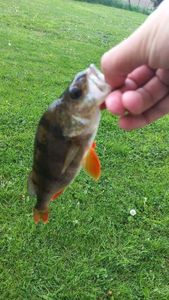 European Perch