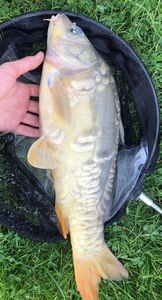 Mirror Carp