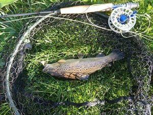 Brown Trout