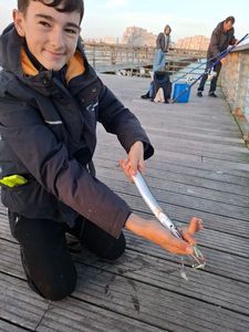 Garfish