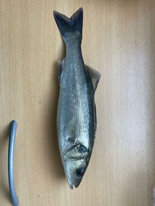 European Bass (Seabass)