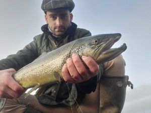 Brown Trout