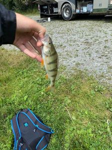 European Perch