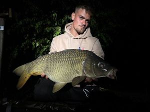 Common Carp