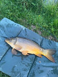 Leather Carp
