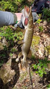 Northern Pike