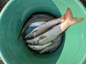 Barbel