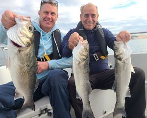 European Bass (Seabass)