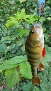 European Perch