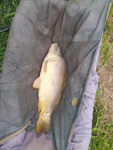Mirror Carp