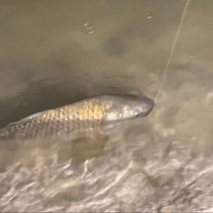 Silver Carp