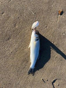 Bluefish