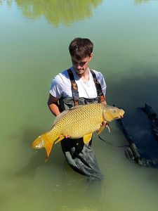 Common Carp