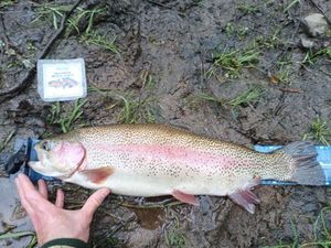 Rainbow Trout