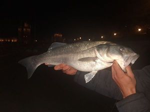 European Bass (Seabass)