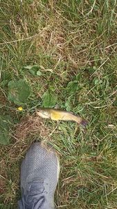 Black Bullhead