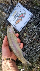 Rainbow Trout