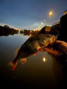 European Perch