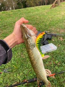 Northern Pike