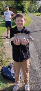 Common Bream