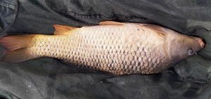 Common Carp