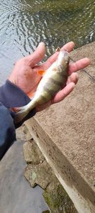 European Perch