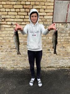 Rainbow Trout