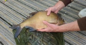 Common Bream