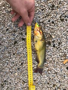 Black Bullhead
