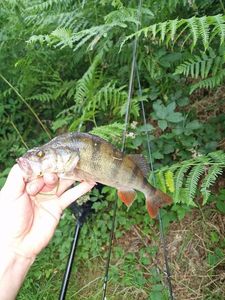 European Perch