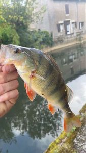 European Perch