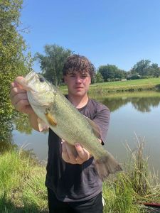 Largemouth Bass