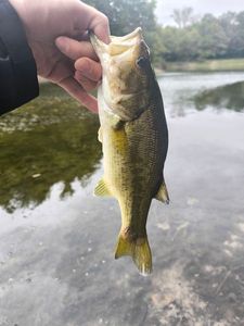 Largemouth Bass