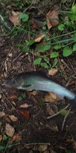 Grayling