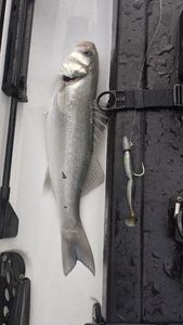 European Bass (Seabass)