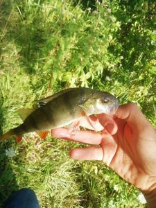 European Perch