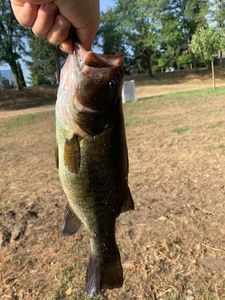 Largemouth Bass