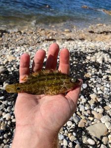 Ballan Wrasse