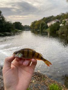 Yellow Perch