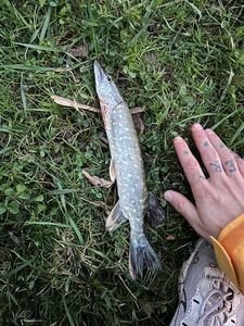 Northern Pike