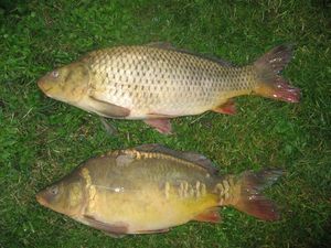 Common Carp