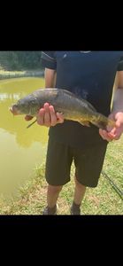 Common Carp