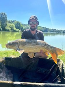 Common Carp