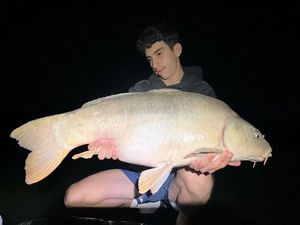 Mirror Carp
