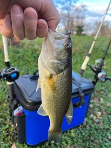 Largemouth Bass