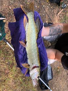 Northern Pike
