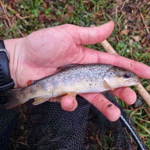 Brown Trout