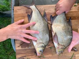 Common Bream