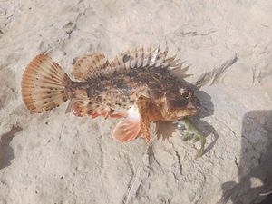 Brown Scorpionfish